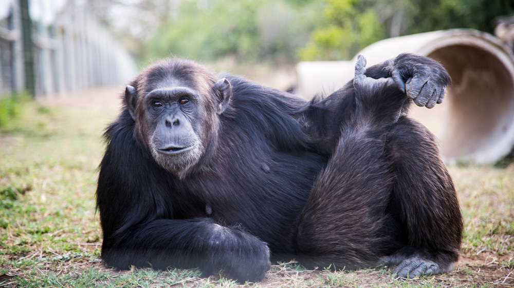 Chimpanzee Sanctuary