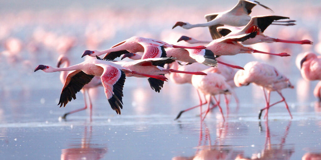 Flamingos-in-Lake-Nakuru-National-Parksss