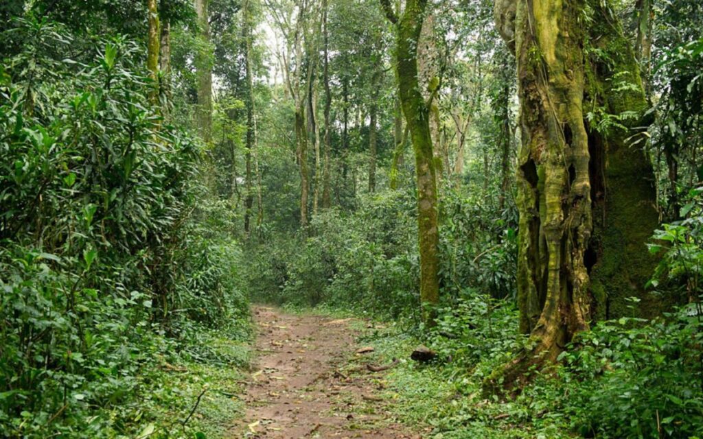 Kakamega Forest National Museum