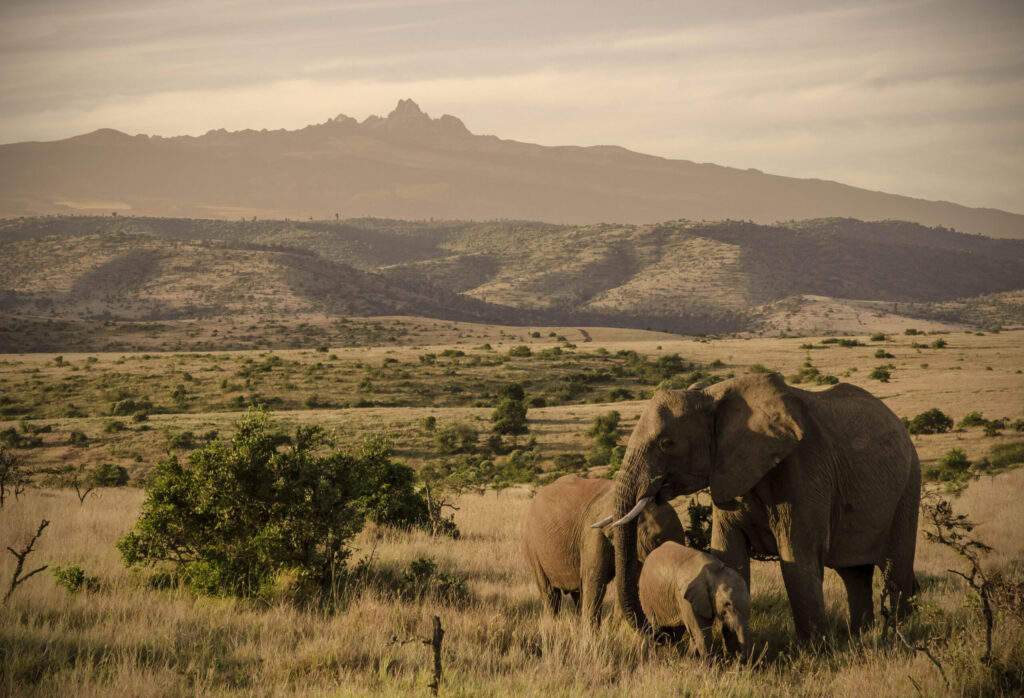 Kenya-Laikipia-Elephant-family