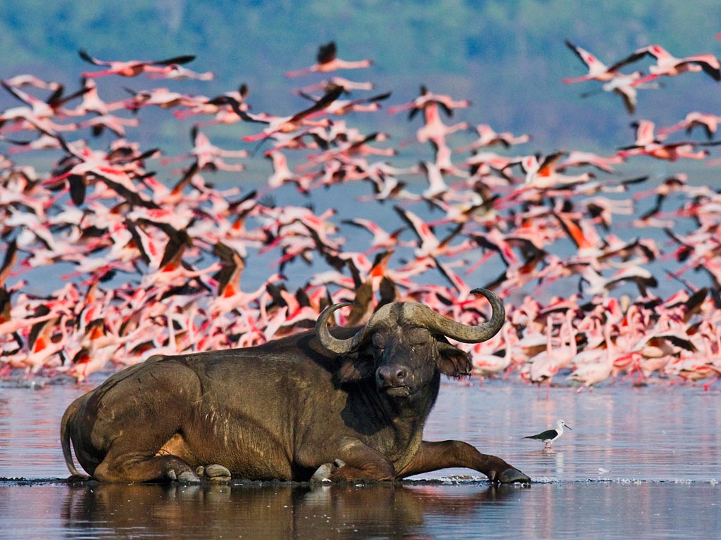 Lake-Nakuru-NP01