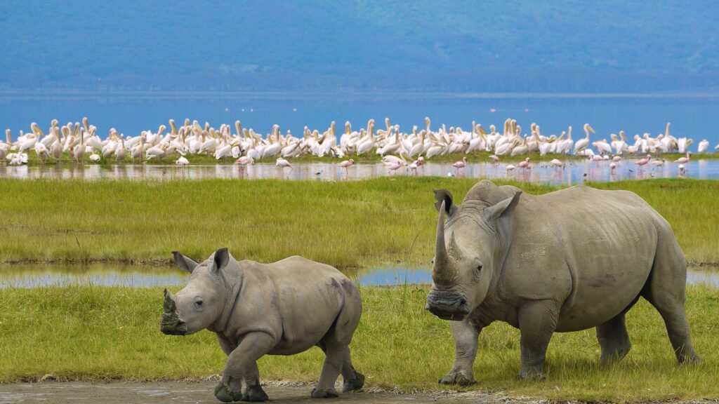 Lake-Nakuru-Naitional-Park-Excursion