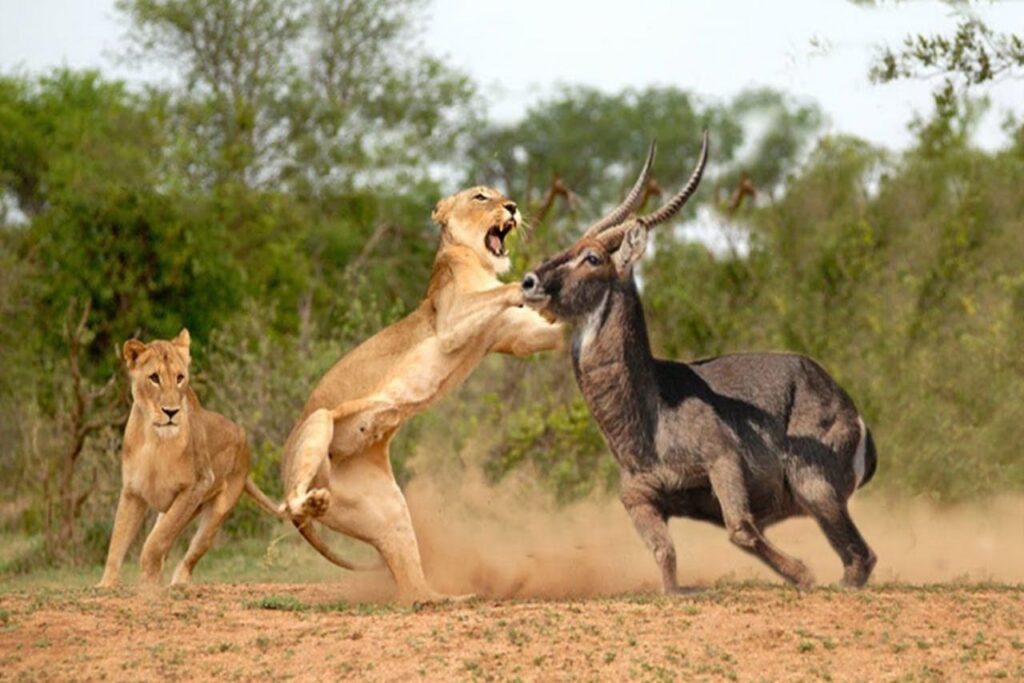 Lions-in-Masai-Mara-National-Reserve