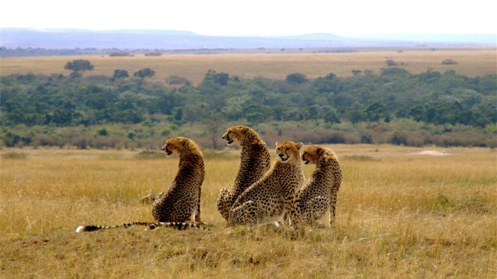 Maasai Mara National Reserve