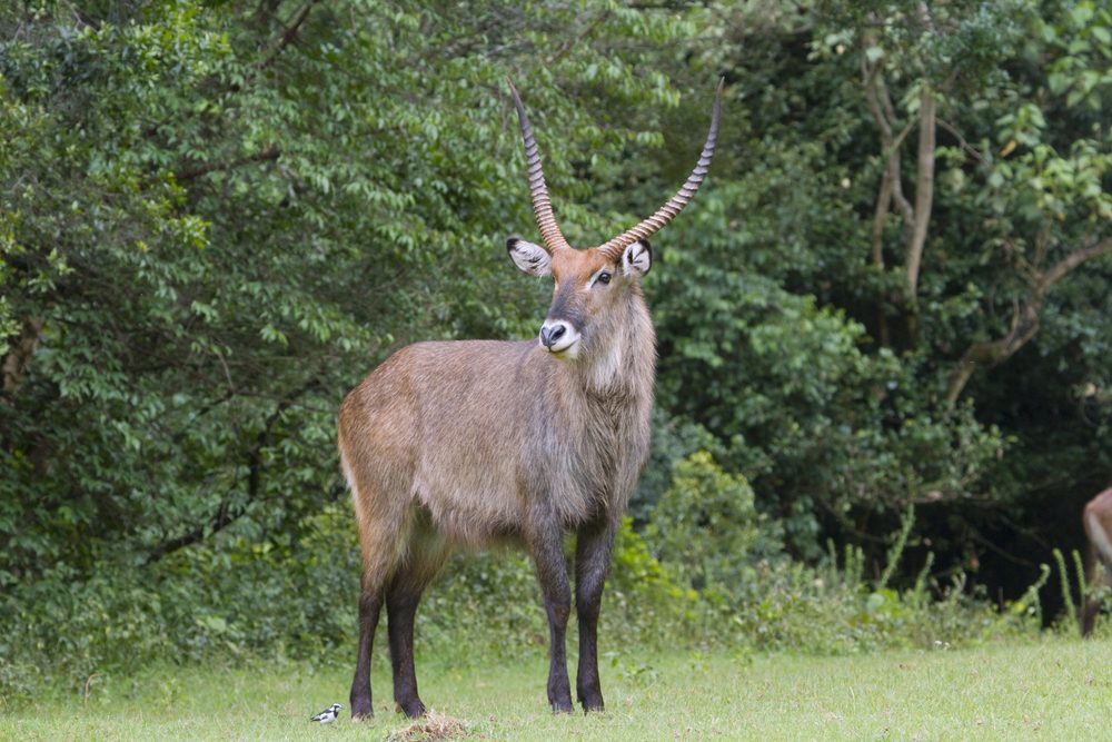 Mount Elgon National Park waterbuck