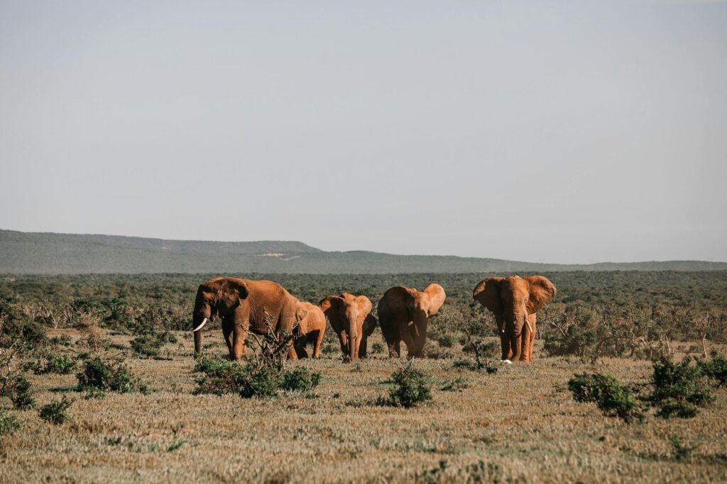 Mwea National Reserve