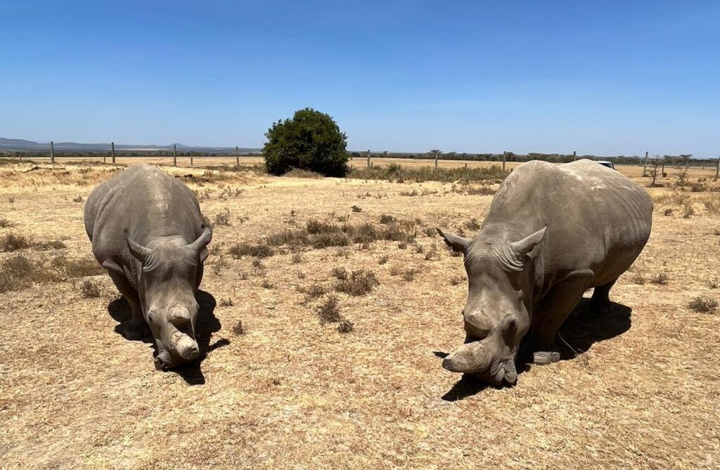 Ol-Pejeta-Conservancy_Two-Remaining-Northern-White-Rhino