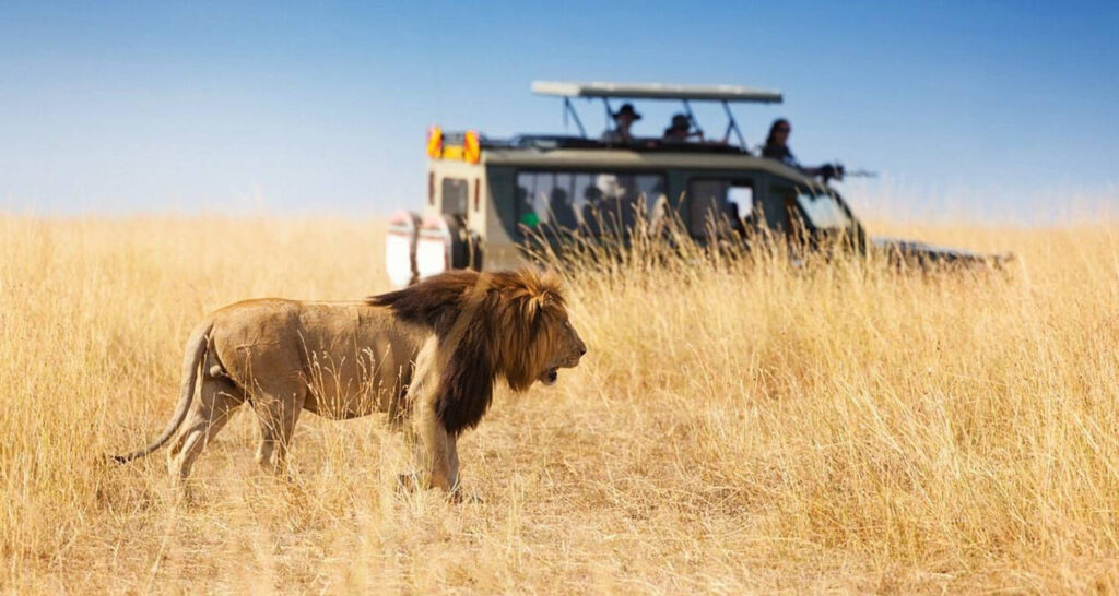 Private-African-safari-tours-Kenya-lion-Masai-Mara-National-Reserve