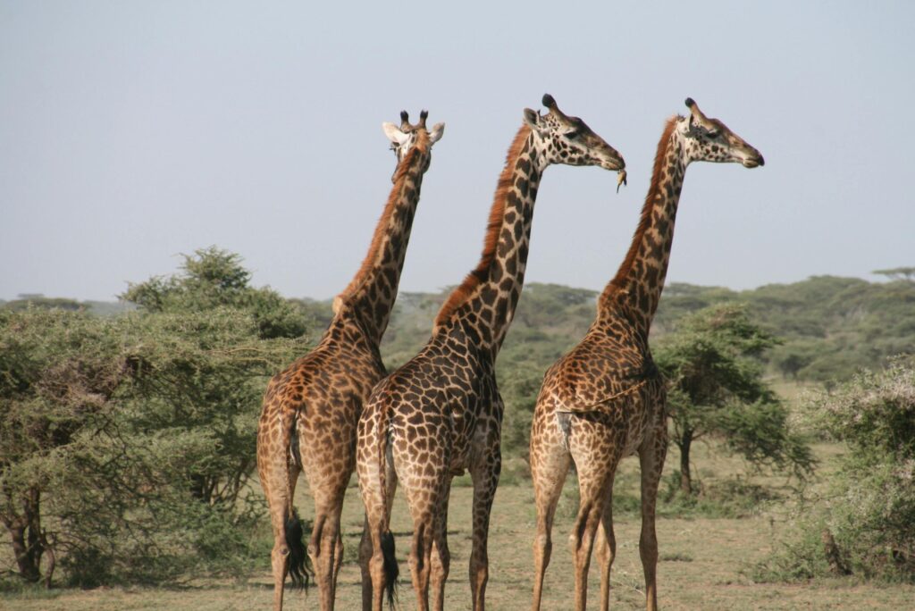 Reticulated Giraffe