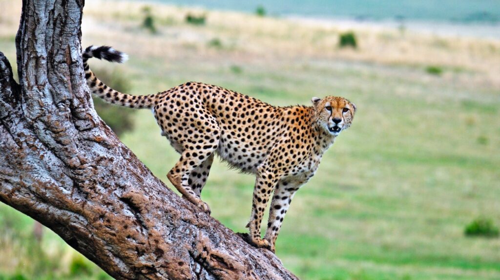 cheetah-masai-mara-kenya