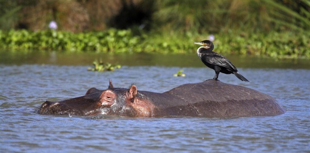 cormorant-on-hippo-lake-naivasha-kenya