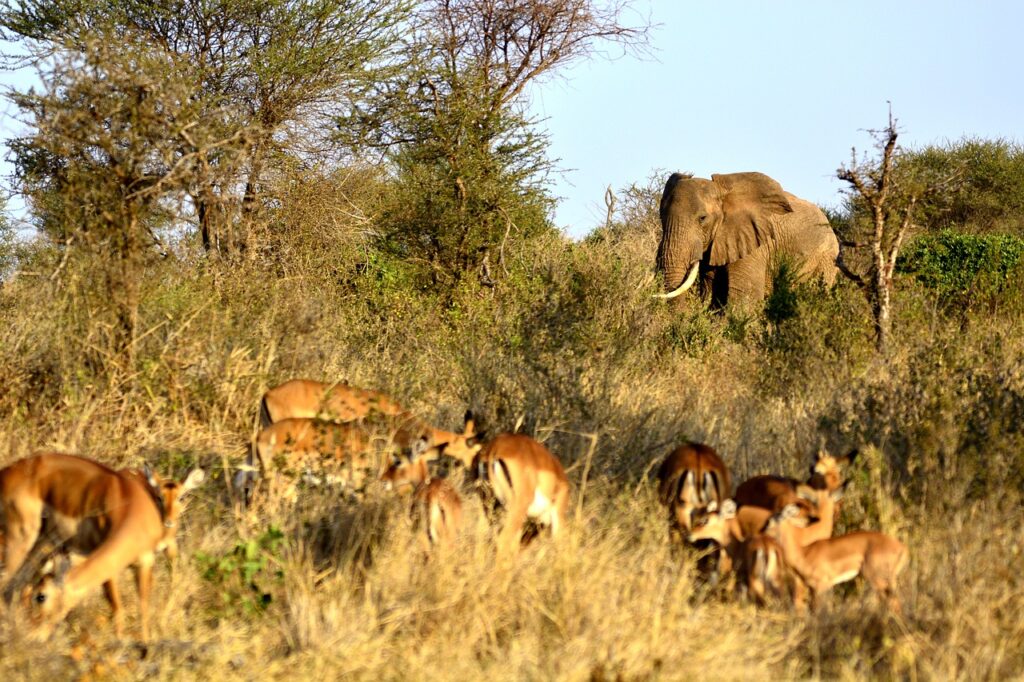 elephant amboseli