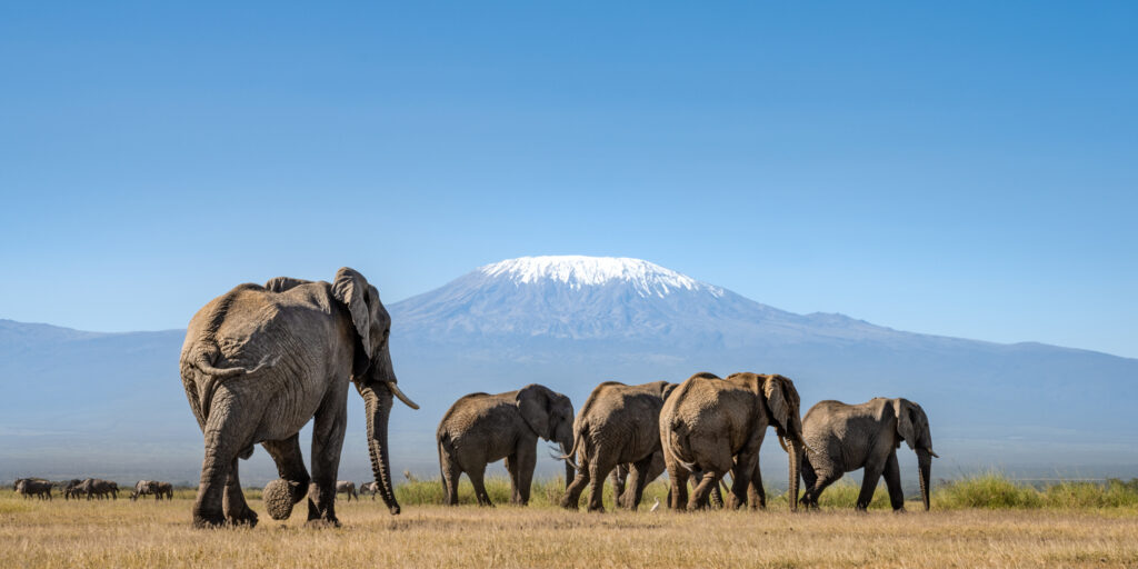 elephants mboseli-amboseli-national-park-kenya