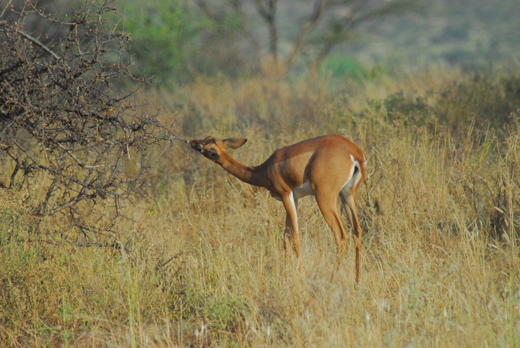 gerenuk-4650928_1280