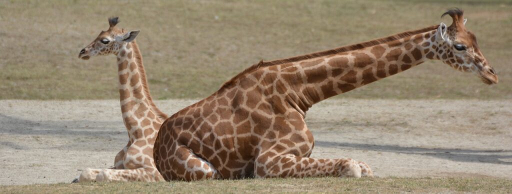 giraffe-850992_1280