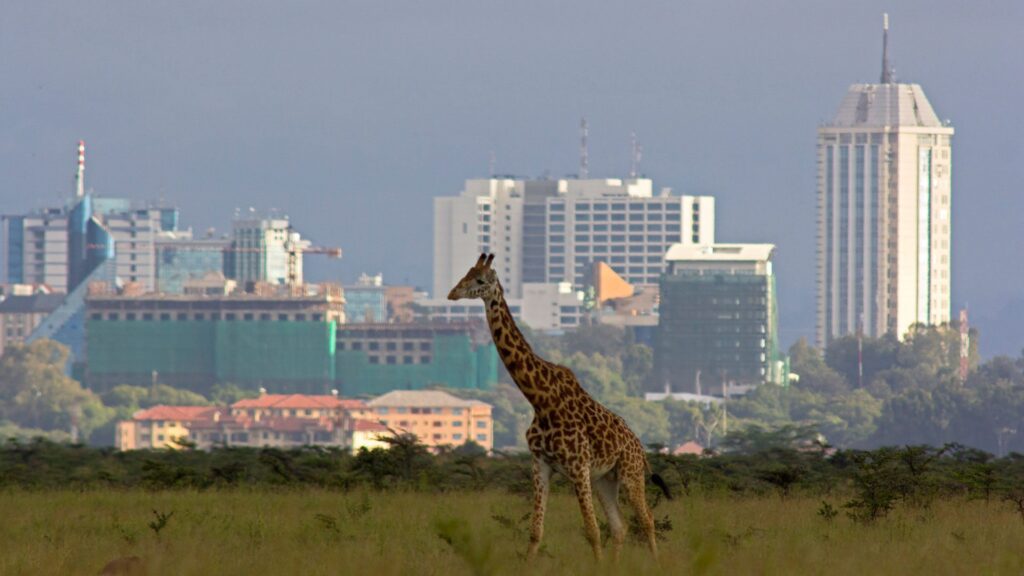 giraffe-and-sky-line-nairobi