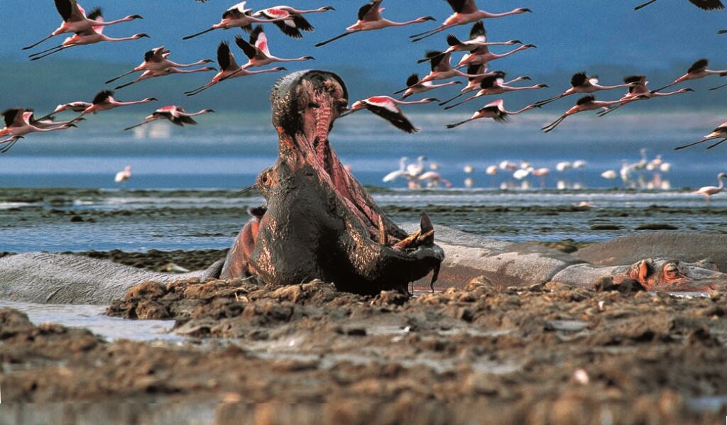 lake Nakuru 03