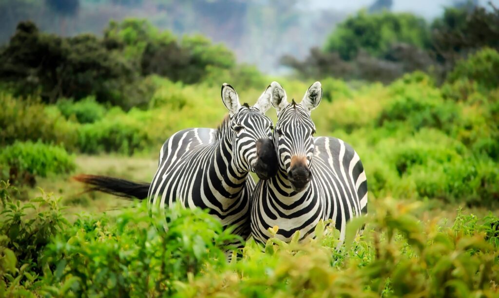 lake naivasha natioal park