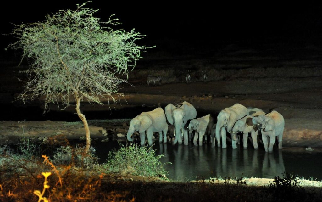 maasai mara elphants