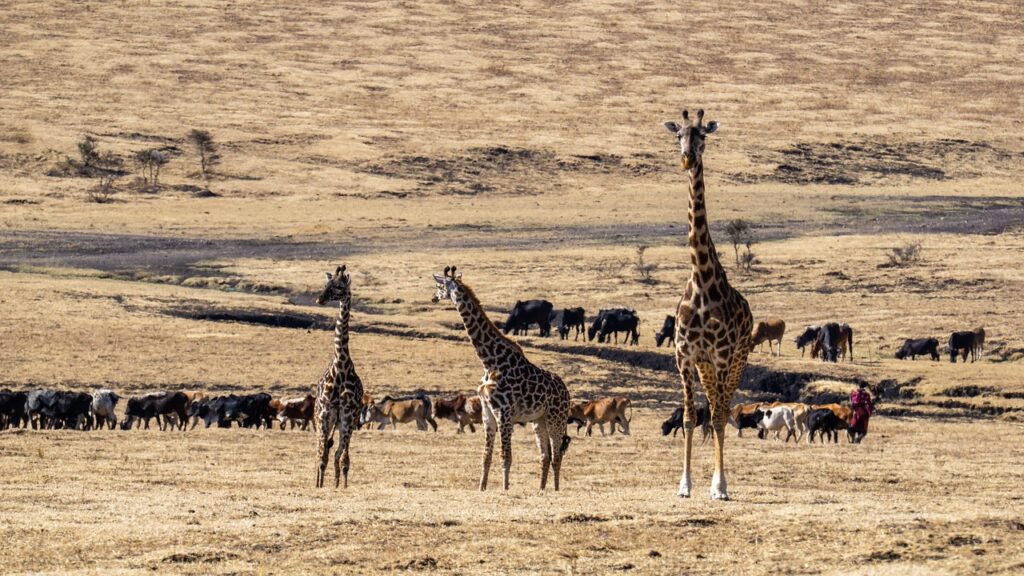 maasai mara game reserve giraffes