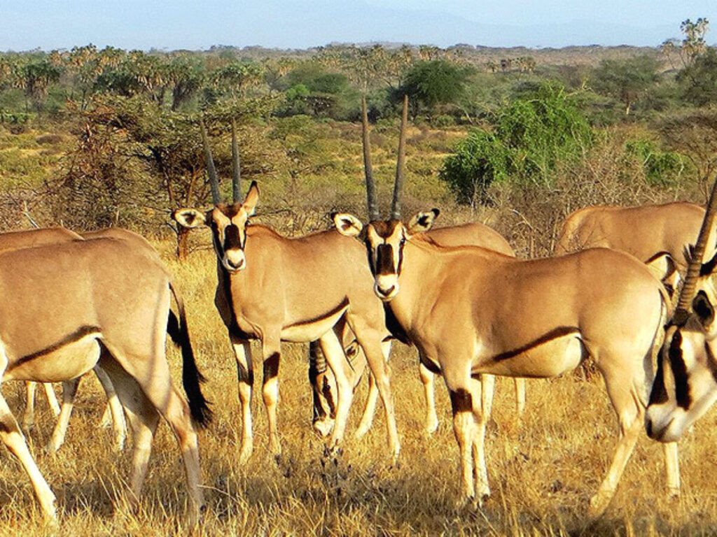 samburu-game-reserve