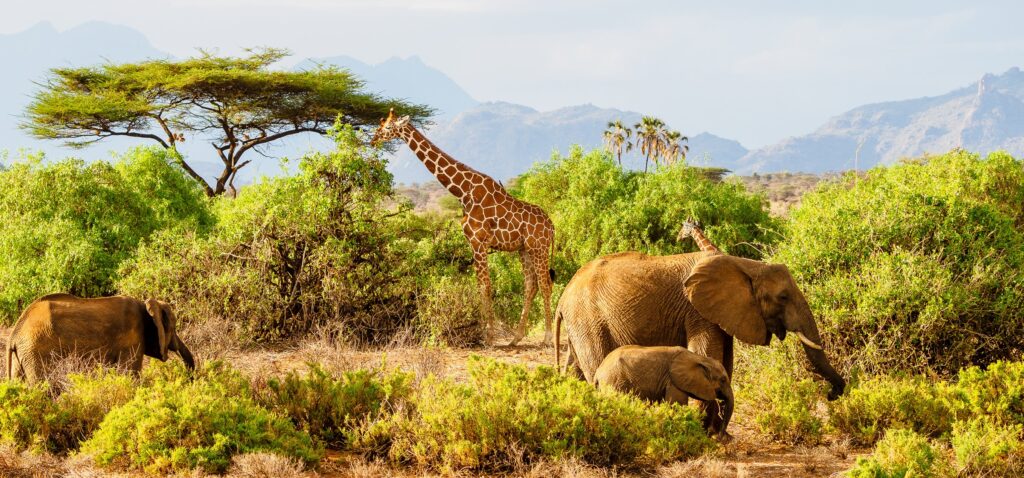 samburu national park 01