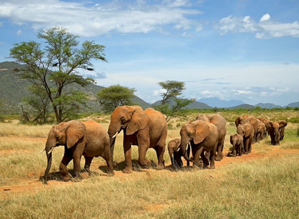 samburu-national-reserve-elephants-590