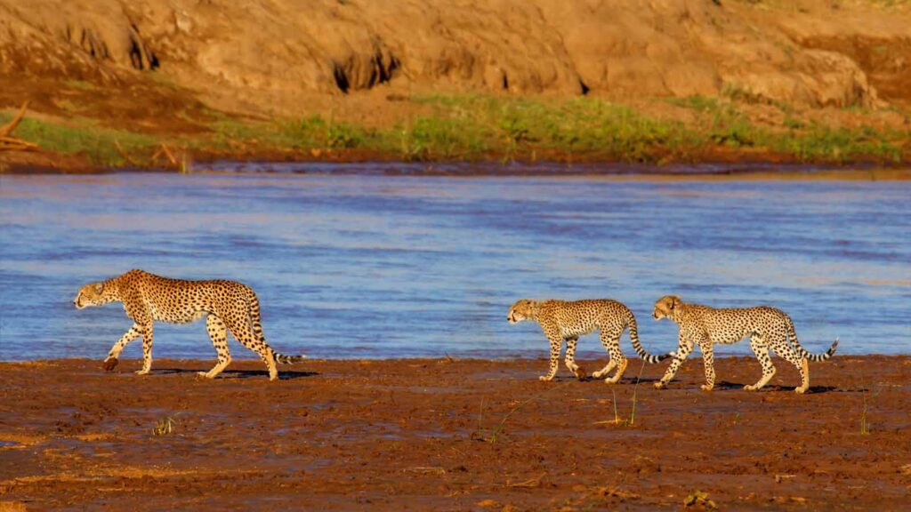 samburu-safaris-tailor-made-safari-holidays-in-kenya=402968-310