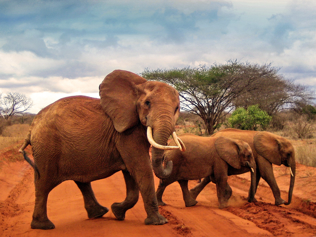 tsavo 02