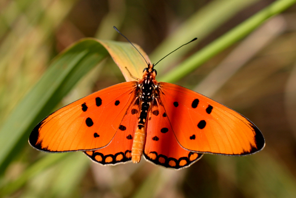 Acraea_acrita_male