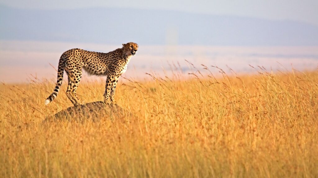 Africa-Kenya-Masai-Mara-Cheetah-on-termite-mound