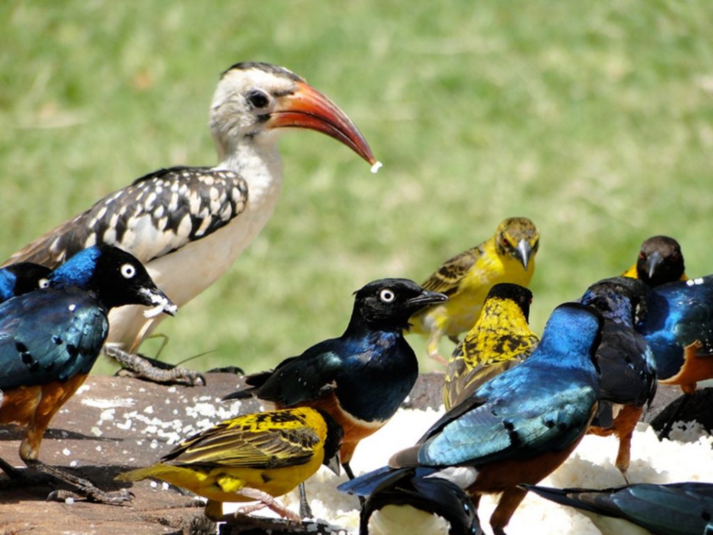 Birding-in-Nairobi-National-Park_1067x800-1024×768-1