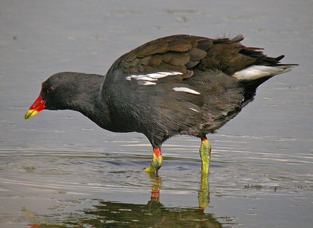 Common_moorhen 2