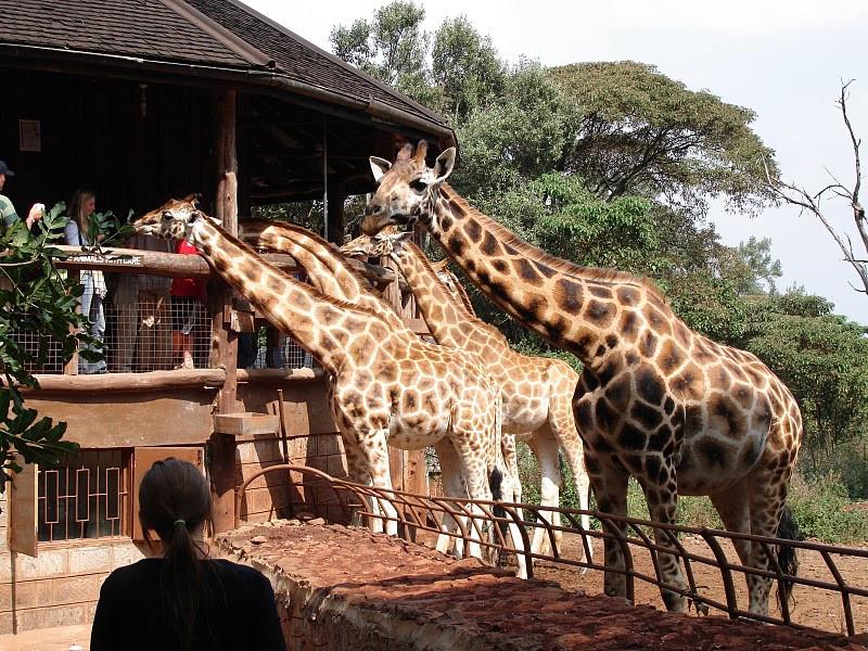 Giraffe Centre Nairobi