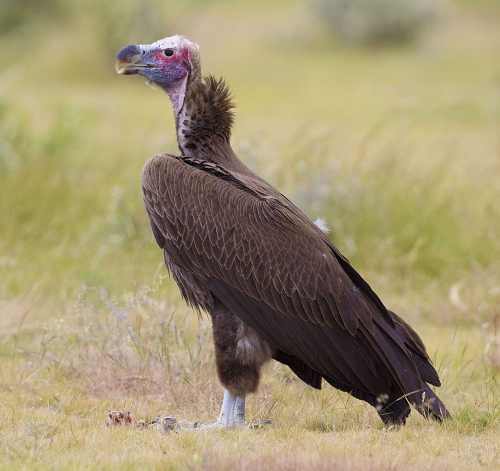 Lappet-faced Vulture