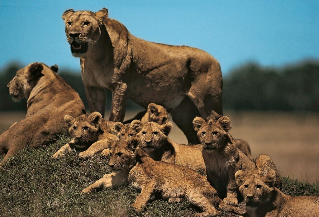 Lioness-cubs