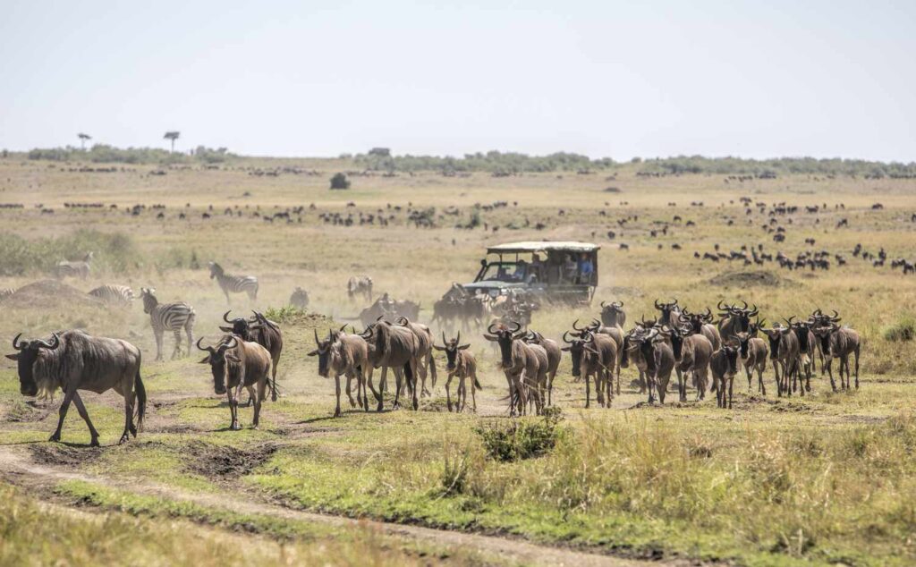 Masai Mara national reserve