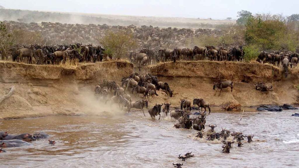 Masai-Mara-wildlife-reserve-123