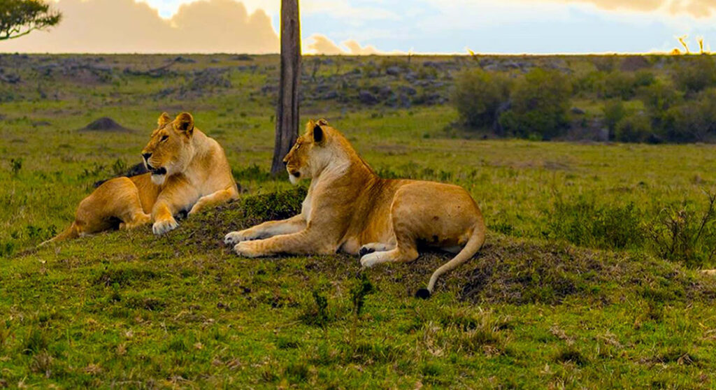 NairobiNationalPark2_1024x576_0