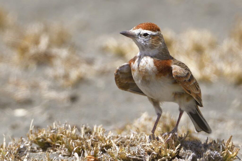 Red-capped Lark