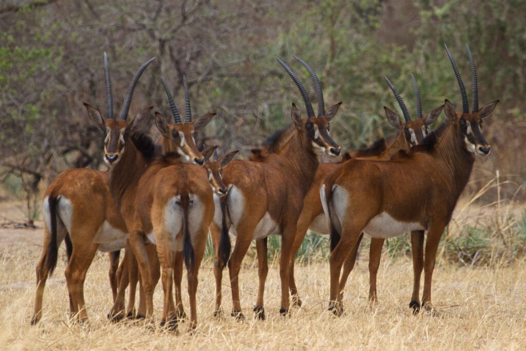 Roan-Antelope-0212