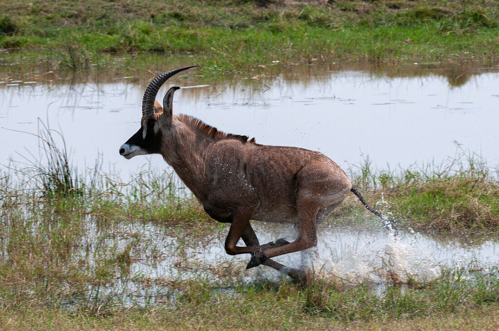 Roan Antelope 32