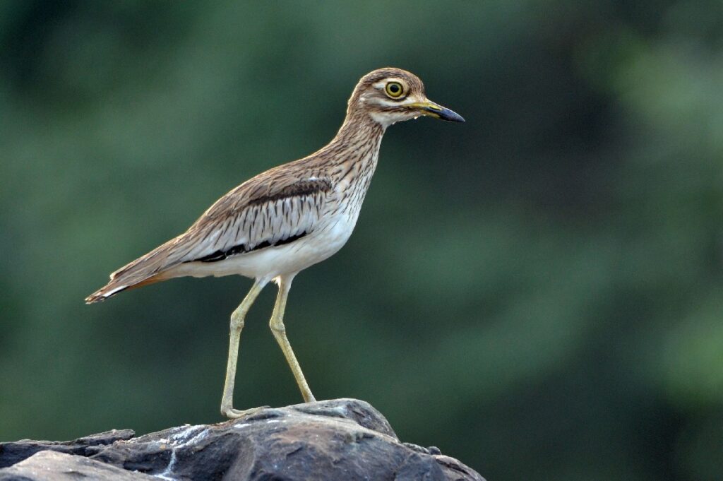 Senegal Thicknee birds