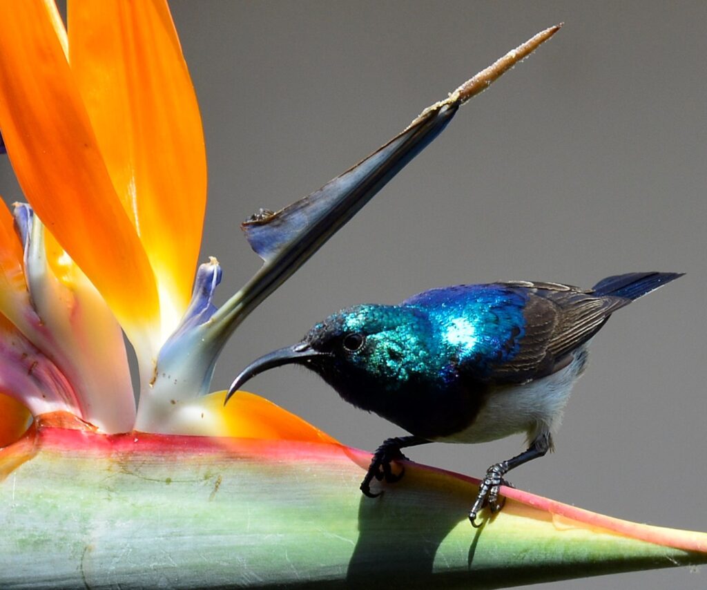 Sunbirds