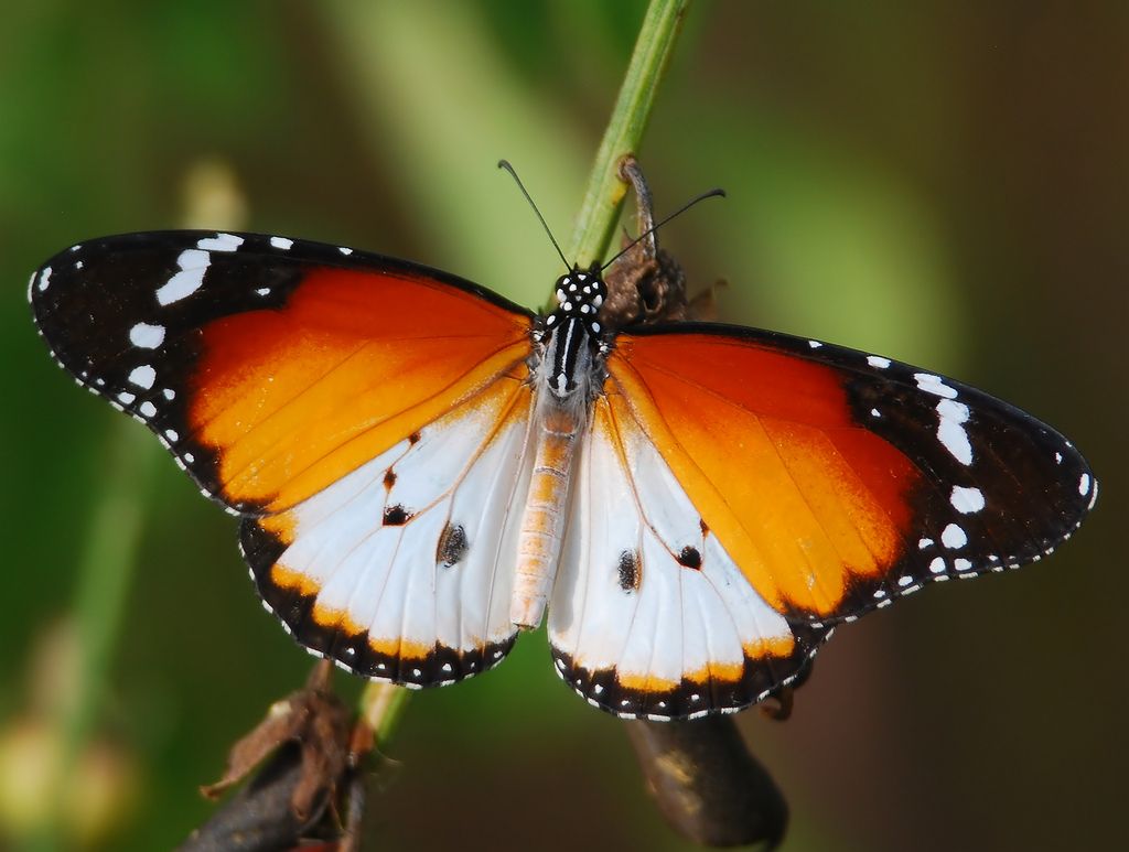 The African Monarch Butterfly