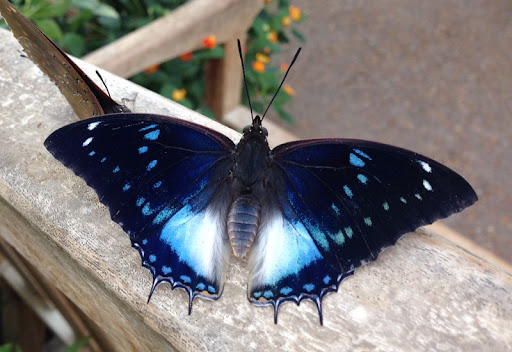 The Charaxes butterflies