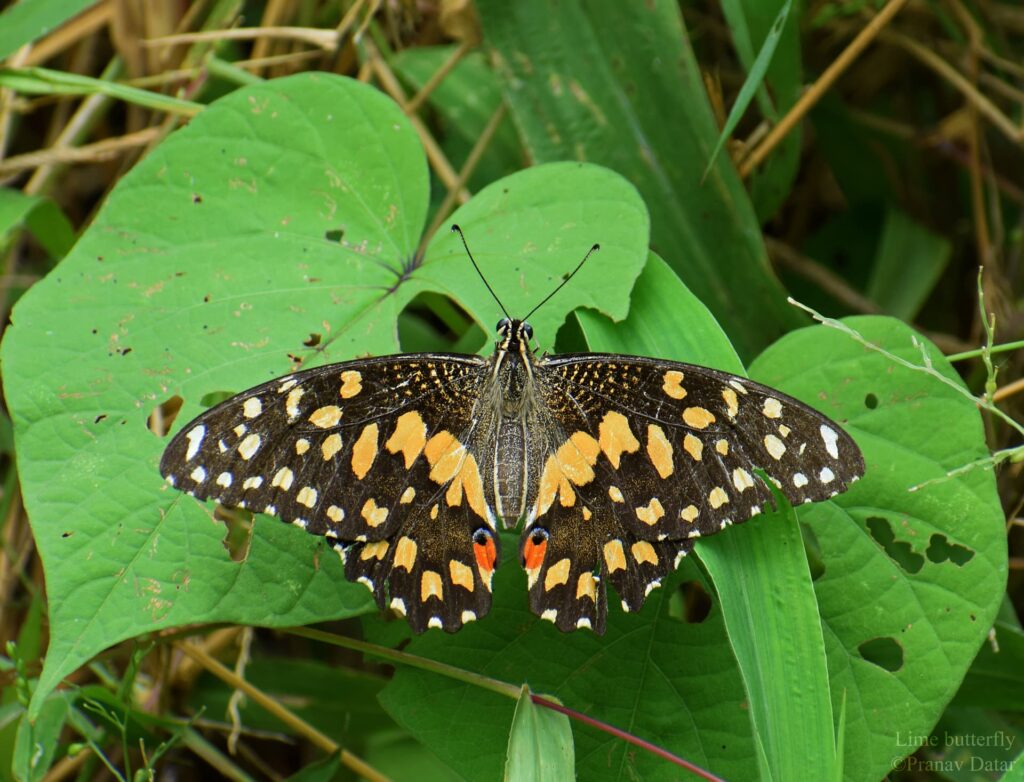 The Papilio butterflies 01