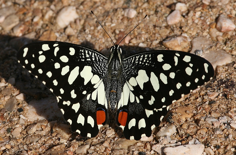 The Papilio butterflies