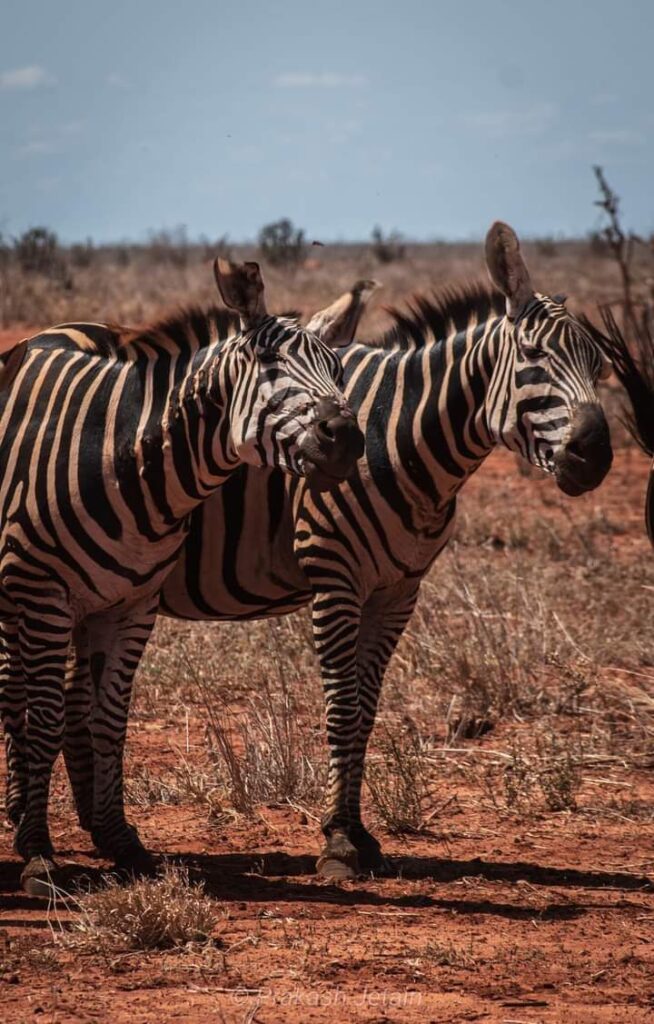 Tsavo East