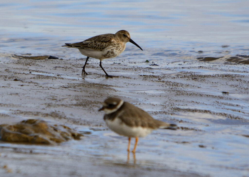 Waders